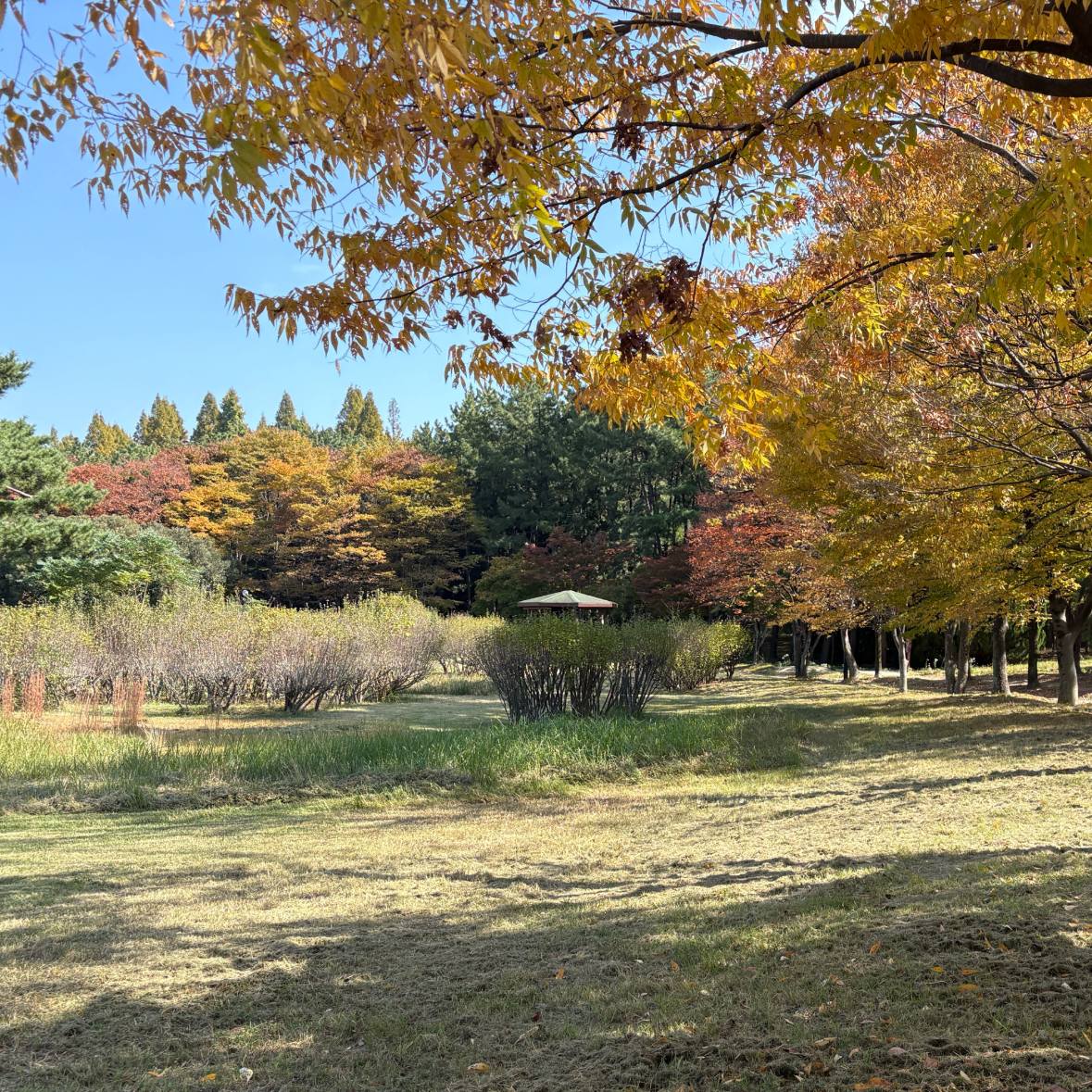 자기전에2닦기님의 우리가 몰랐던 우리 곁의 그 숲 게시물 이미지